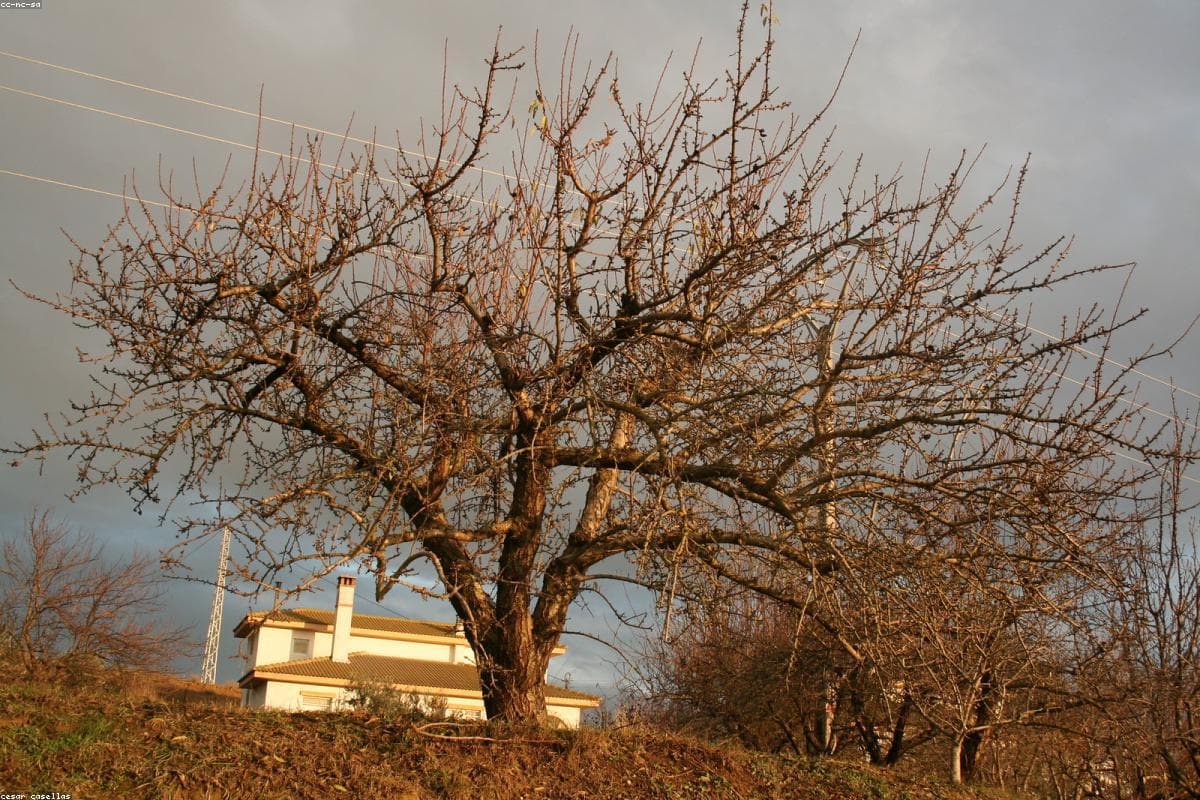 Centar Safet Zajko
