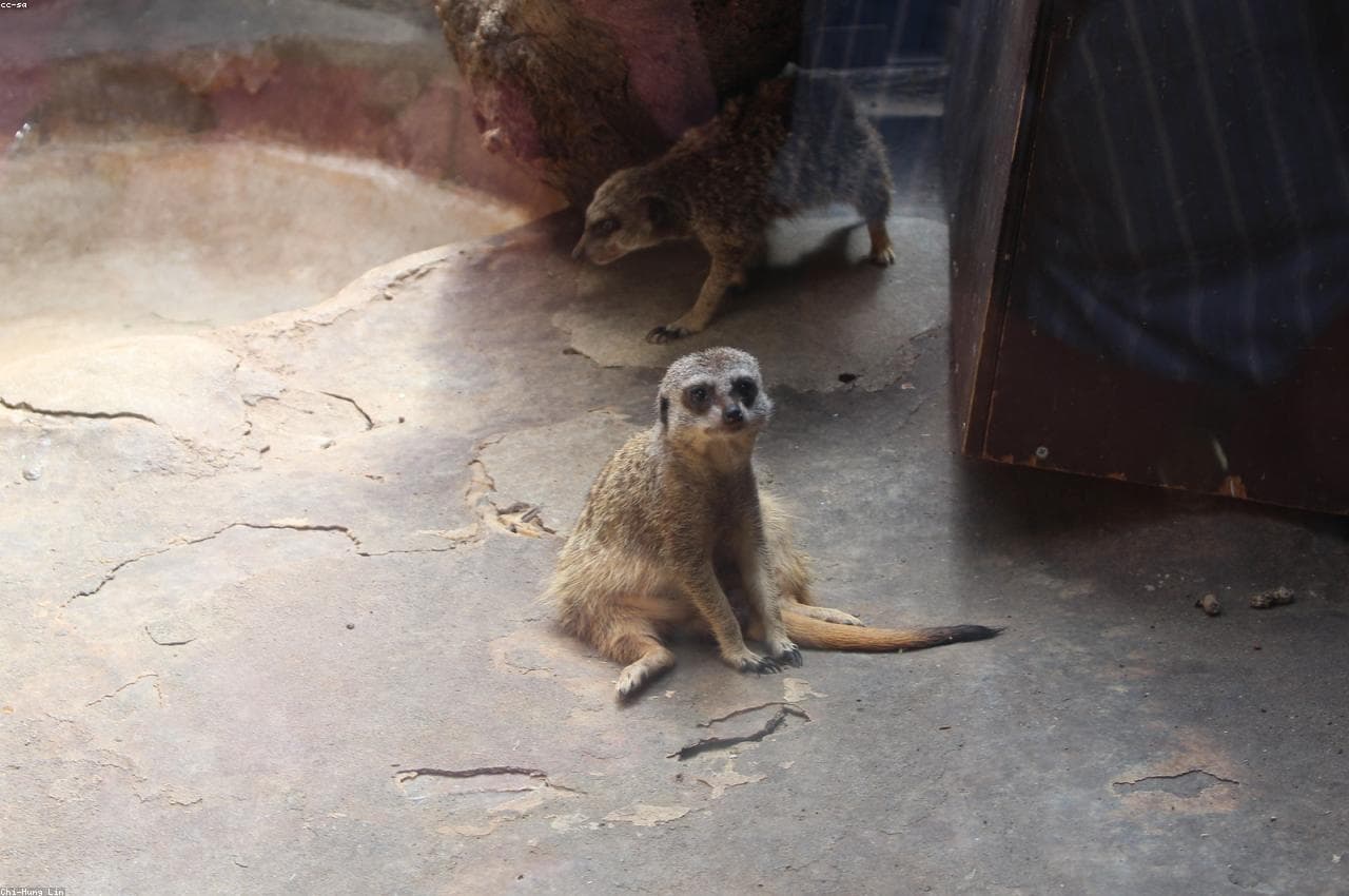 Pionirska Dolina Zoo